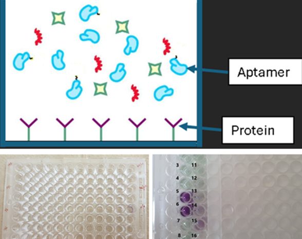 Figure 1: The developed selection platform for aptamer identification