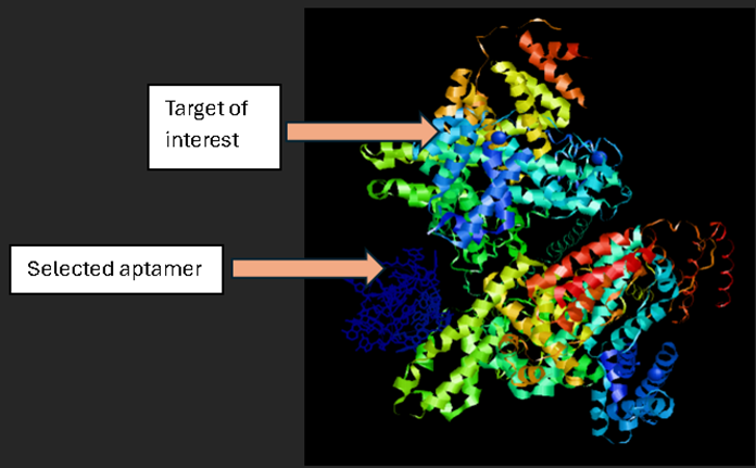  Figure 2: Interaction of selected aptamer with target of interest