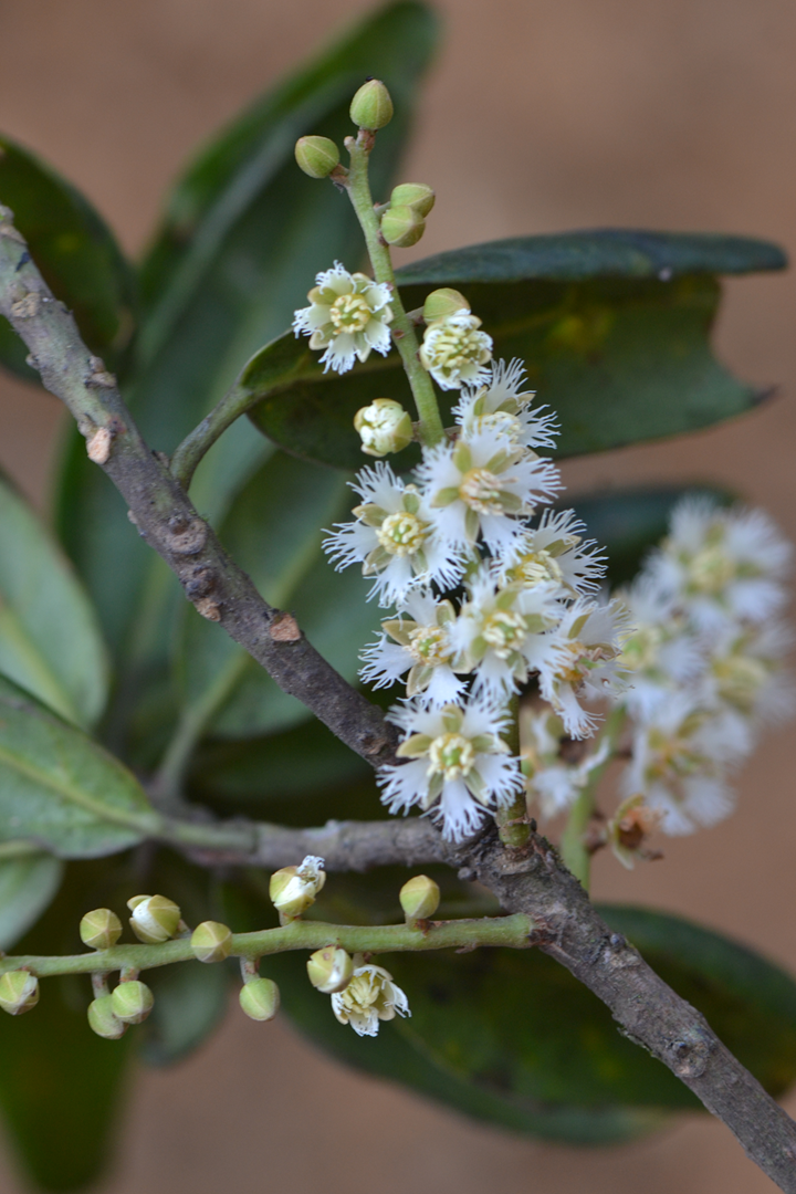 Family Elaeocarpaceae – New Species described from Sri Lanka